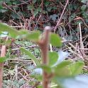 3 Planting Trees (17)